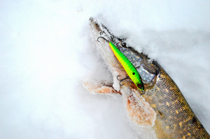 Изображение 7 : Как ловить щуку на спиннинг зимой